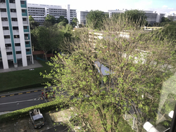 Blk 542 Bedok North Street 3 (Bedok), HDB 3 Rooms #170972132